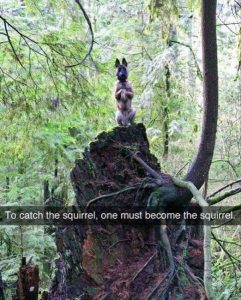 Foto graciosa de perro en el bosque