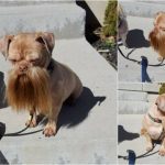 Foto graciosa de perro con barba