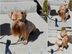 Foto graciosa de perro con barba