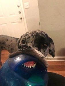Foto graciosa de perro con pelota