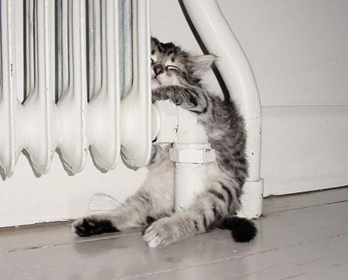 15 Fotos que demuestran que a los gatos realmente les gusta el calor