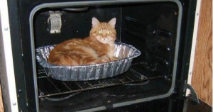 Gato dentro del horno 4