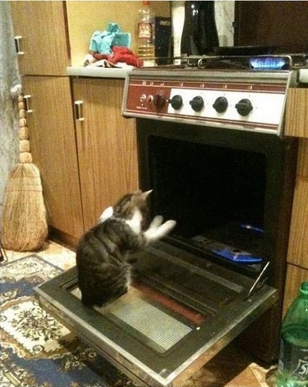 Gato dentro del horno