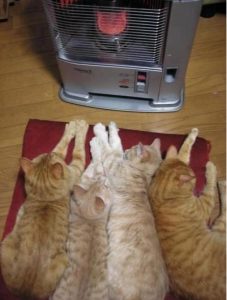Gatos al lado de la estufa
