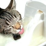 Las ventajas de los bebederos fuente para gatos