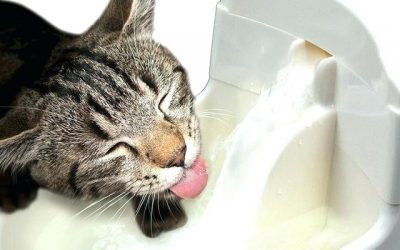 Las ventajas de los bebederos fuente para gatos