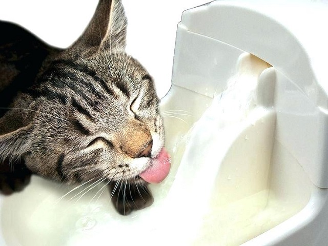 Bebedero fuente gatos 4