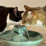 Bebedero fuente gatos 5