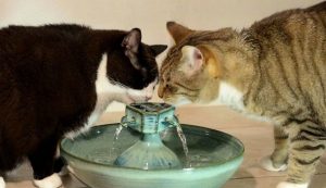 Bebedero fuente gatos 5