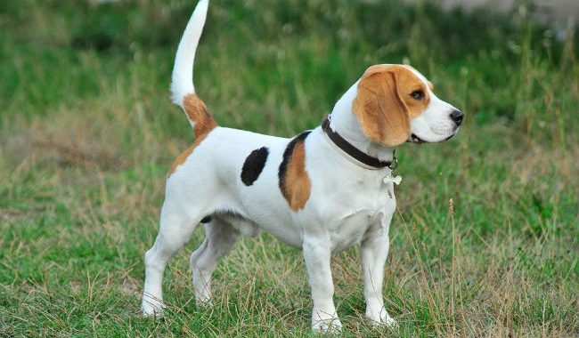 Perros raza mediana beagle