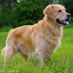 Perros raza mediana golden retriever
