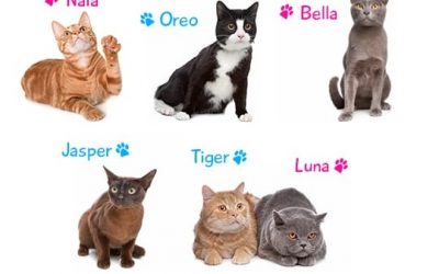 Nombres para gatos y gatas y su significado