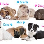Nombres perros y perras