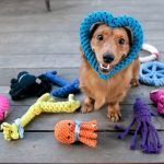 Los mejores vídeos de perros jugando con juguetes