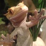 Gecko crestado mascota en terrario