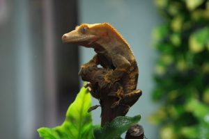 Gecko crestado mascota