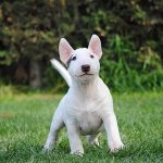 ¿Cuánto cuesta un Bull terrier miniatura?