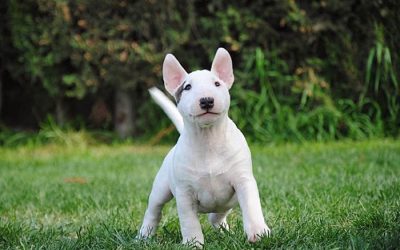 ¿Cuánto cuesta un Bull terrier miniatura?