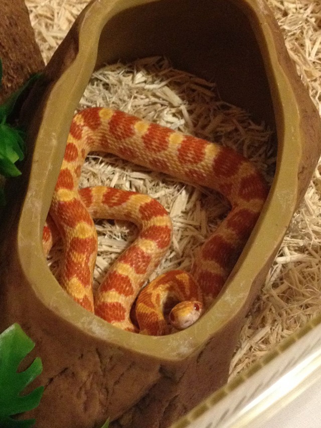 Serpiente maíz mascota