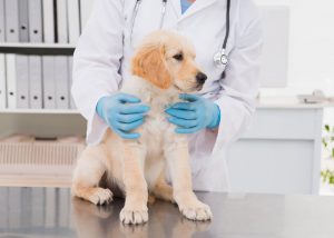 Visita veterinario
