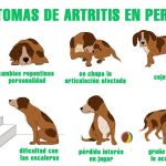 Síntomas dolor articular en perros