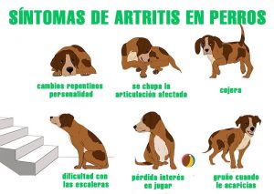 Síntomas dolor articular en perros