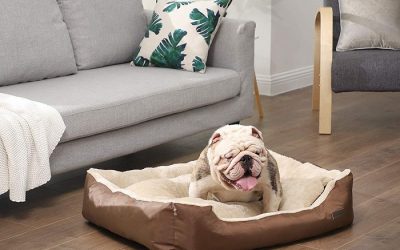 Consejos para elegir una cama para perros