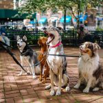curso-adiestramiento-perros-barcelona