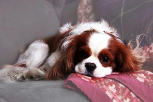 Perros para pisos, Cavalier King Charles en un sofá