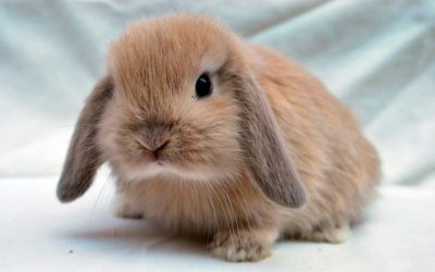 Cómo cuidar a tu mascota conejo enano en verano
