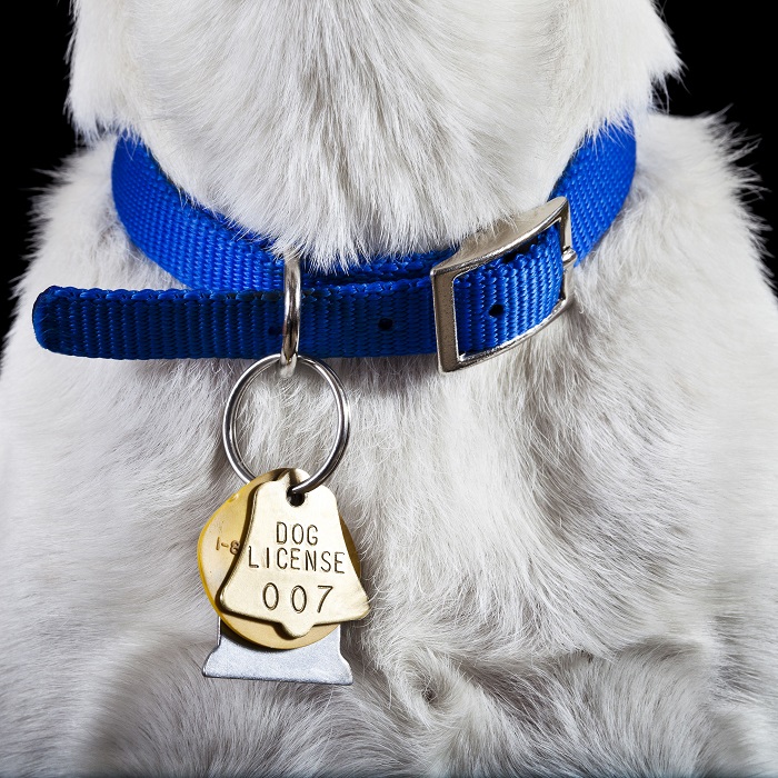 Collar de perro personalizado