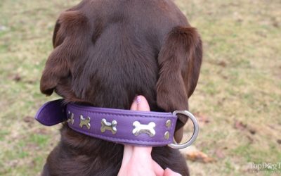 Cómo elegir y ajustar correctamente el collar en los perros
