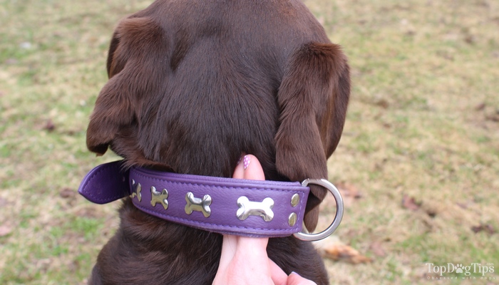 Cómo elegir y ajustar correctamente el collar en los perros