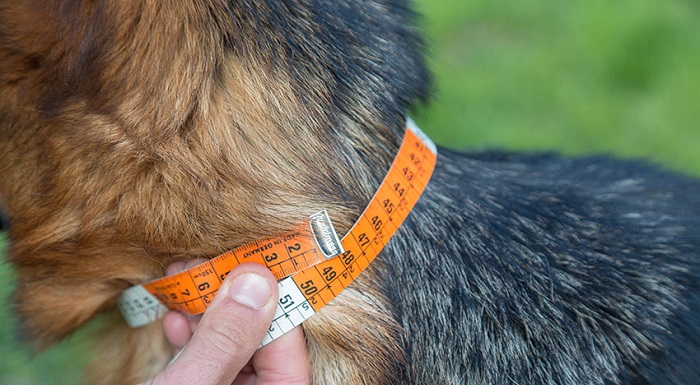 Cómo medir el cuello de un perro para elegir collar
