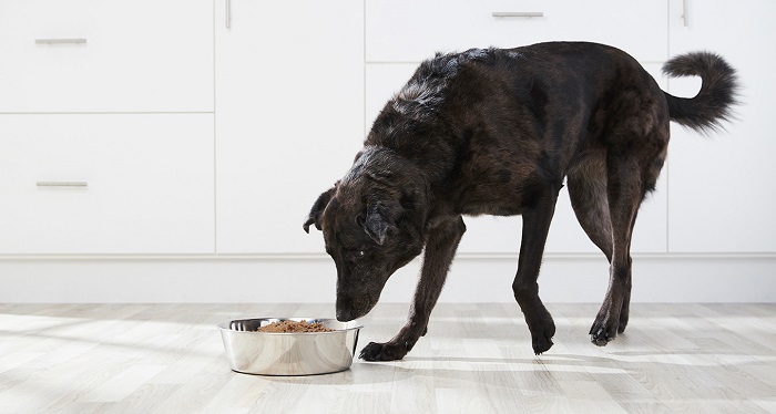 Dieta para perro sénior