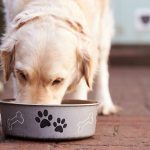 Mejor dieta para tu perro
