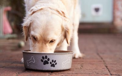 Qué dieta es la más adecuada para tu perro