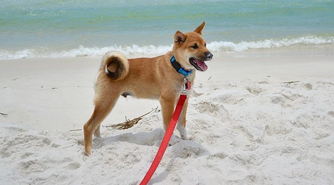 Perro con collar en la playa