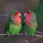 8 Curiosidades sobre los Agapornis, las Aves del Amor