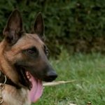 Curso online de entrenamiento canino