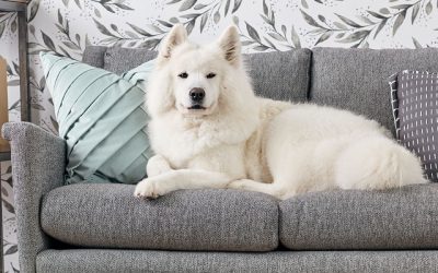 Ventajas de un sofá antimanchas y antiarañazos si tienes mascotas