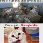 Meme gato cajas
