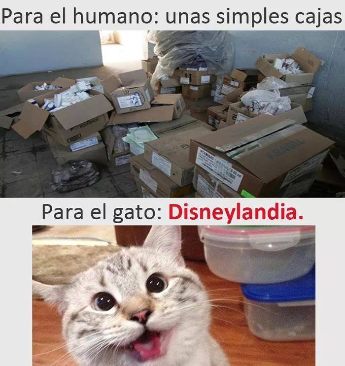 Meme gato cajas
