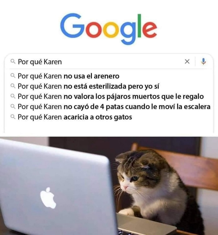 Meme gato buscando Google