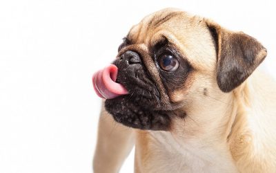 ¿Los perros pueden distinguir los sabores?