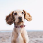 Collares antiparasitarios para perros: por qué son tan importantes en verano
