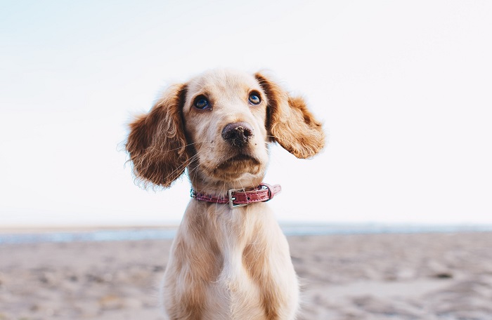 Collares antiparasitarios para perros: por qué son tan importantes en verano