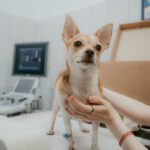 ¿Se puede planificar la salud de mi mascota?