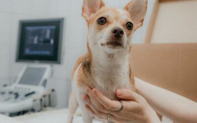¿Se puede planificar la salud de mi mascota?
