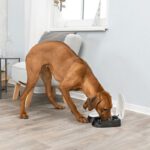 Comederos automáticos para perros: la solución para perros glotones y dueños ausentes